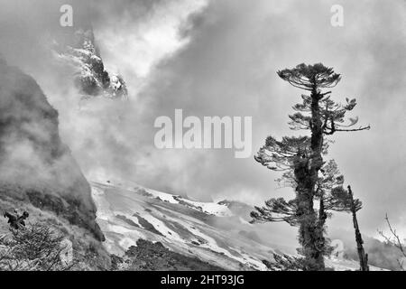 Montagna coperta di nebbia, Lachung, Sikkim, India Foto Stock