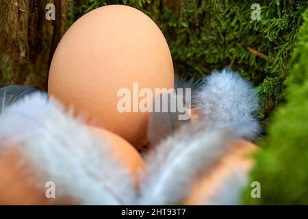 Le uova di Pasqua nidificano nella foresta. Prodotti della natura tra piume di uccello in tronco di albero verde. Foto Stock