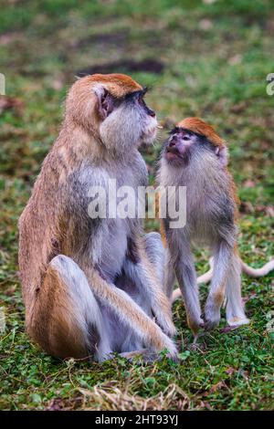 La scimmia di Patas anche nota scimmia di hussar (Erythrocebus patas) Foto Stock