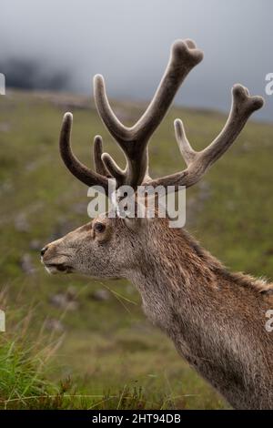 Un primo piano di un cervo nel campo di montagna Foto Stock