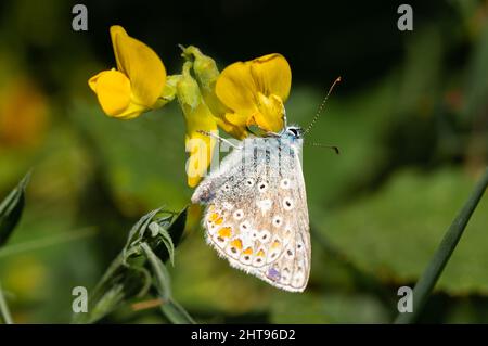Femmina della farfalla blu comune sul trifoglio di Bird's-piede Foto Stock