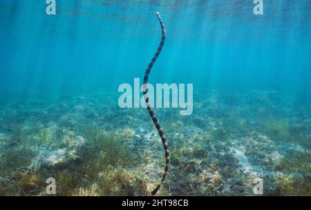 Serpente marino subacqueo che sale fino alla superficie dell'acqua (krait di mare giallo, Laticauda colubrina), Oceano Pacifico meridionale, Nuova Caledonia, Oceania Foto Stock