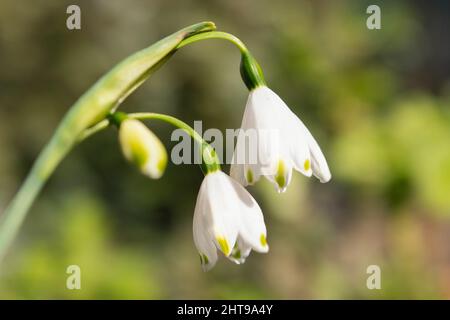 Poco profonda messa a fuoco su una grande goccia di neve, fiore di campana appeso giù su uno sfondo verde morbido. Foto Stock