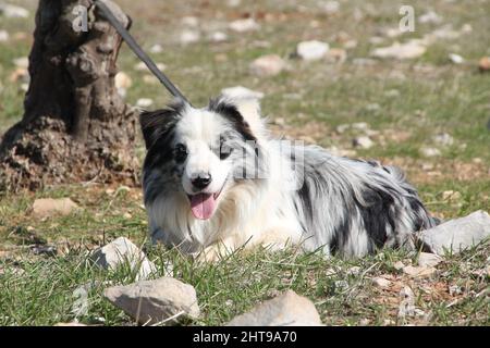 Ritratto del cane di collie di bordo nel mezzo della forrest Foto Stock