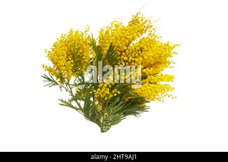 Mimosa fiori mazzo isolato su sfondo bianco. Foto Stock