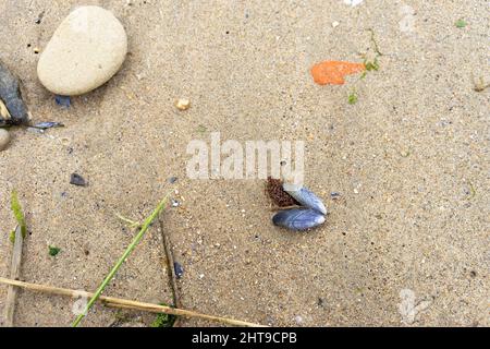 Una conchiglia di cozze marine su una spiaggia di sabbia vista dall'alto con spazio di copia per il testo. Tema marino. Sfondo naturale. Vista dall'alto. Mytilus edulis Foto Stock