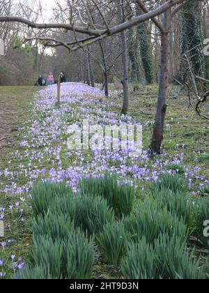Tappeti di crocus viola coprono il terreno all'ombra applaiata di Evenley Wood Garden, una delle attrazioni primaverili di un giardino di bosco inglese. Foto Stock