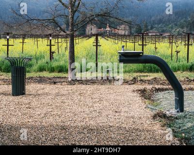 Un suggestivo paesaggio di vigneti con un primo piano di fiori di senape e una fontana d'acqua. Napa Valley, California. Foto Stock