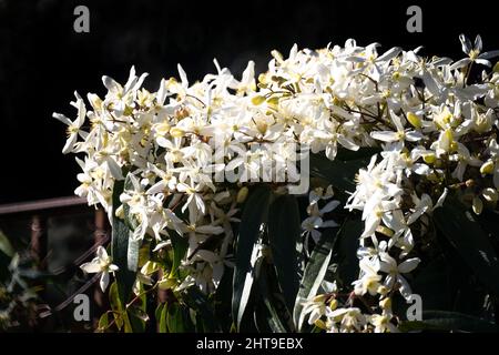 Bianco clematis armandii in fiore, sfondo scuro in Grasse Foto Stock