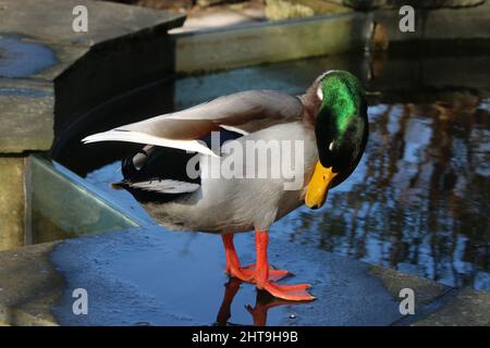 dult maschio anatra di mallardo, platyrhynchos di anan, preening se stesso sul bordo di uno stagno alla riserva naturale RSPB di Leighton Moss, Silverdale, Lancashire. Foto Stock