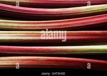 Un primo piano di un mazzo di gambi biologici freschi di rabarbaro per lo sfondo del cibo Foto Stock