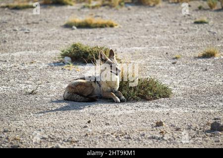 Jackal d'oro giace a terra al Parco Nazionale Etosha in Namibia in una giornata di sole Foto Stock