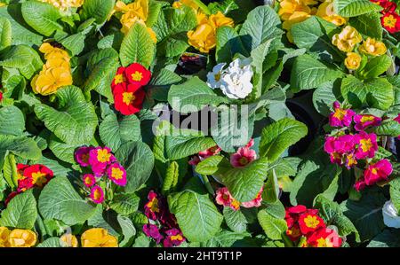 Fiori di primula colorati in giornata di sole. Un tappeto di molti fiori di primrose multicolore, noto anche come cowslip, coltivato in una serra. Messa a fuoco selettiva, Foto Stock