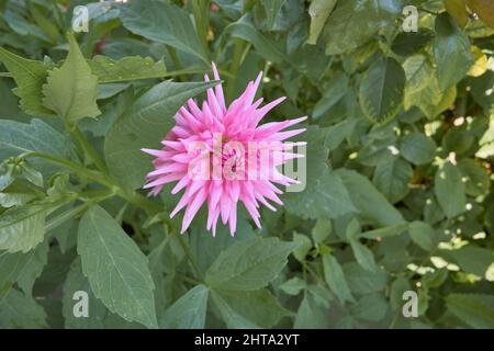 bella dahlia cactus fiore rosa con foglie verdi Foto Stock