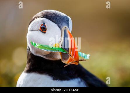 Un Atlantic puffin (Fratercula arctica) porta una striscia di verde rifiuti plastici raccolti per la nidificazione di materiale nella sua tana su Skomer, West Wales Foto Stock