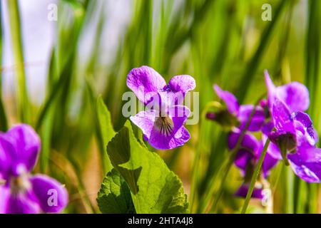 foresta viola fiorito nei raggi del sole primaverile, diffondere fragranza intorno e attirare insetti, fuoco selettivo Foto Stock