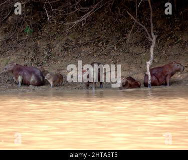 Primo piano ritratto di un gruppo di Capybara (Hydrochoerus hydrochaeris) balneazione in acqua lungo il fiume di fronte a Pampas del Yacuma, Bolivia. Foto Stock