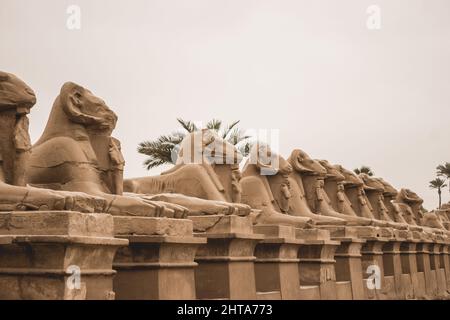 Viale di Sphinxes, conosciuto anche come Kings Festivities Road a Luxor, Egitto Foto Stock