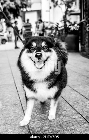 Scala di grigi di un cane Yakutian Laika che cammina su un guinzaglio con un volto felice Foto Stock