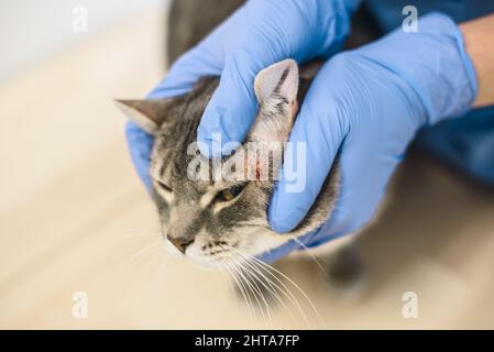 Medico veterinario sta esaminando la malattia della pelle di un gatto Foto Stock