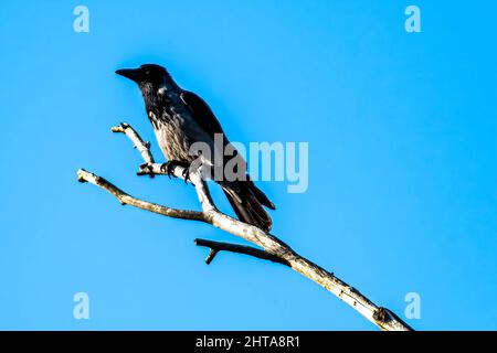 Corvo arroccato sulla punta di un log in cerca di preda Foto Stock