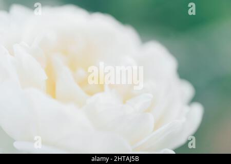 Bianco sfocato rose sfocate sfondo fiori. Sfondo floreale astratto. Macro di petali rosa texture Foto Stock
