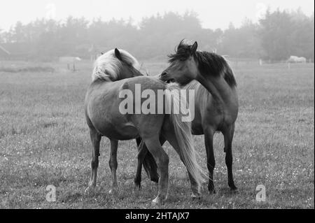 Foto in scala di grigi di due bellissimi cavalli sul campo in una giornata di nebbia Foto Stock
