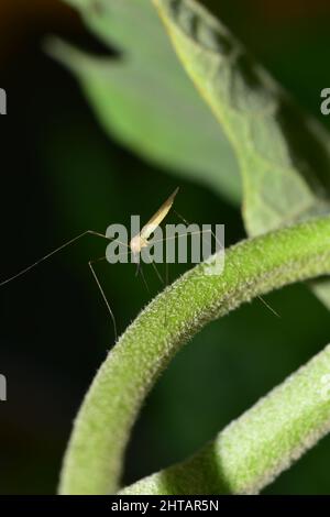 Una gru vola su una foglia di melongene o melongene in un campo agricolo commerciale a Trinidad. Le mosche della gru sono innocui ed impollinatori importanti. Foto Stock