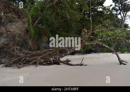 Rami da un albero caduto sulla spiaggia di Las Cuevas Beach, Trinidad e Tobago. Foto Stock