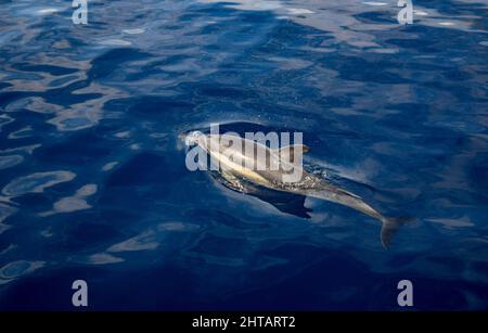Vista dall'alto di un carino delfino a strisce in un'acqua blu brillante Foto Stock