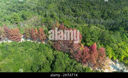 Veduta aerea di una fila di alberi rossi circondati da alberi verdi su una collina Foto Stock