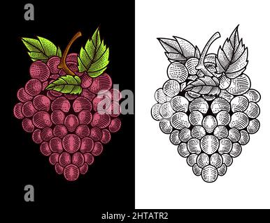 Vitigno a vitigno vettoriale con stile di incisione Illustrazione Vettoriale