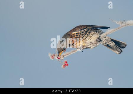 Splendida vista di un uccello Fieldfare che si nutre su bacche di Rowan albero contro un cielo blu Foto Stock