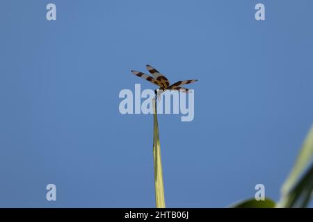 Primo piano di una libellula poggia su un bastone con sfondo blu Foto Stock