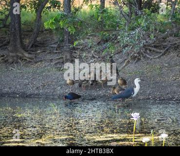 Airone a collo bianco (Ardea pacifica), galline palude viola (Porphyrio porphyrio) e, anatra bianca (Dendrocygna eytoni), Marlgu Billabong Foto Stock