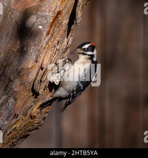 Un Downy Woodpecker contempla la sua prossima mossa mentre si ferma momentaneamente mentre si sale su un albero in cerca di cibo. Foto Stock