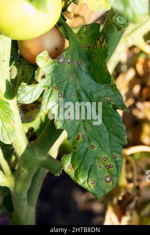 Foglia di pomodoro con macchie marroni e gialle sul fogliame, problema fungino. Malattia della famiglia delle solanacee. Foto Stock