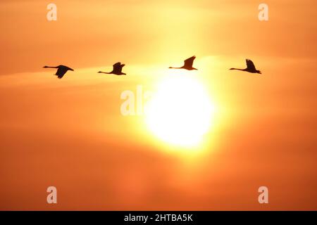 WEIHAI, CINA - 28 FEBBRAIO 2022 - i cigni di Whooper volano nella riserva naturale nazionale di Rongcheng Whooper a Weihai, provincia cinese orientale di Shandong, febbraio 28, Foto Stock