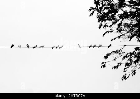 Alcuni piccioni di animali domestici seduti in linea sul filo elettrico. Uccelli allineati su cavi elettrici vista in bianco e nero. Foto Stock