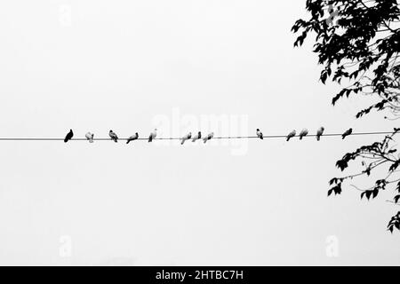 Alcuni piccioni di animali domestici seduti in linea sul filo elettrico. Uccelli allineati su cavi elettrici vista in bianco e nero. Foto Stock