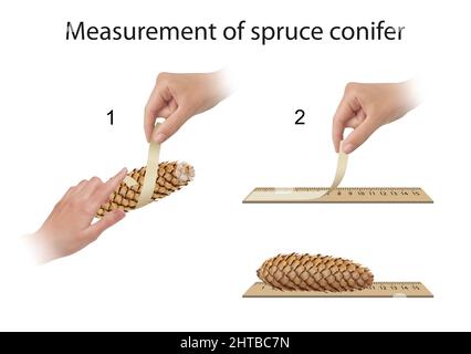 Illustrazione del metodo di misurazione nell'esperimento del conero di abete rosso Foto Stock