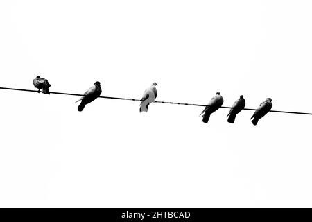 Alcuni piccioni di animali domestici seduti in linea sul filo elettrico. Uccelli allineati su cavi elettrici vista in bianco e nero. Foto Stock