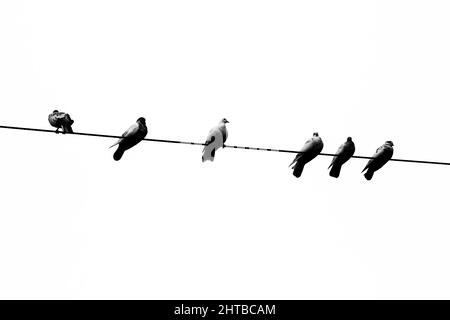 Alcuni piccioni di animali domestici seduti in linea sul filo elettrico. Uccelli allineati su cavi elettrici vista in bianco e nero. Foto Stock