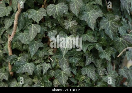Primo piano di foglie di edera verde che tessono un tronco di albero Foto Stock