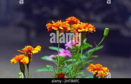 Fiori di marigold arancione (Calendula officinalis) a fuoco basso Foto Stock