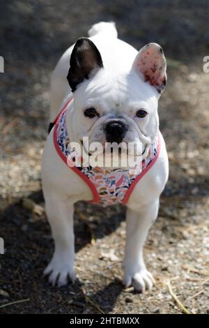 9 mesi-Old White Merle French Bulldog femmina Puppy. Parco per cani al guinzaglio nella California settentrionale. Foto Stock