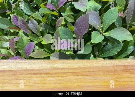 Tavola vuota di legno di fronte a piante di teak piantare (Tectona grandis) nella stanza dei bambini per esposizione del prodotto Foto Stock