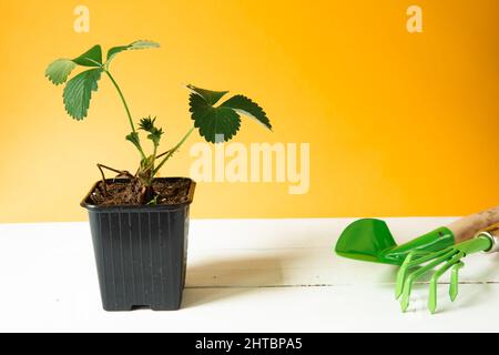 Piantine di fragole in bicchieri neri sul tavolo su sfondo giallo e un rastrello con una pala. Preparazione per piantare, coltivando bacche naturali Foto Stock