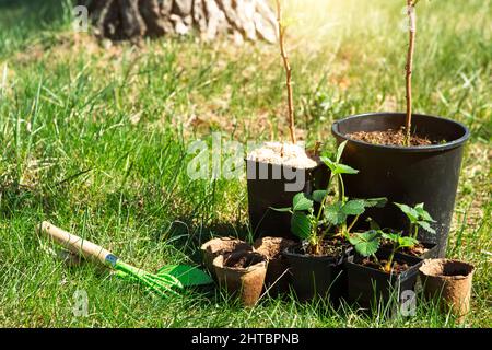 Fragole, lamponi, ribes piantine in bicchieri di torba sull'erba, pronti a piantare in giardino. Preparazione per piantare, coltivando naturale berr Foto Stock