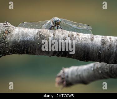 Primo piano di una libellula sulla pianta Foto Stock